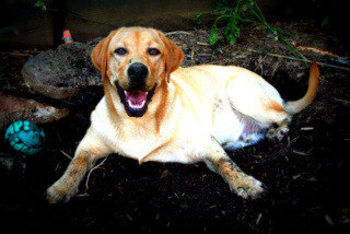 Messy dog needs a wash